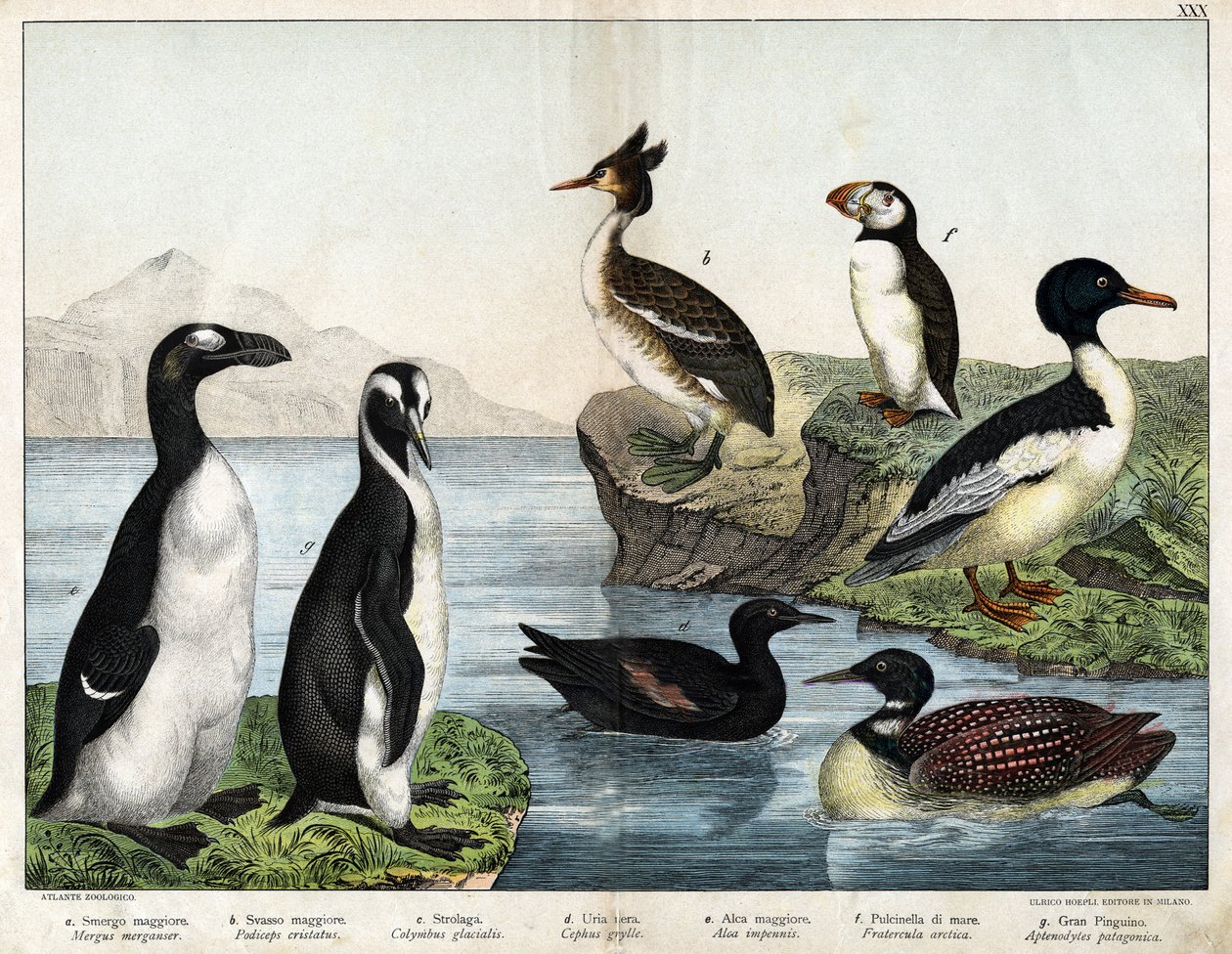 أ: سمكة ذهبية شائعة (Mergus Merganser) ، ب: Grebe Common Grebe (Podiceps cristatus) ، c: Common Loon (Colimbus glacialis) ، d: Black Guillenot (Cephis grylle) ، Great Pinguoin (Alca impennis) ، f: Puffin (Fratercula artica ) ، ز ؛ البطريق الملكي (Aptenodyd بواسطة فنان غير معروف