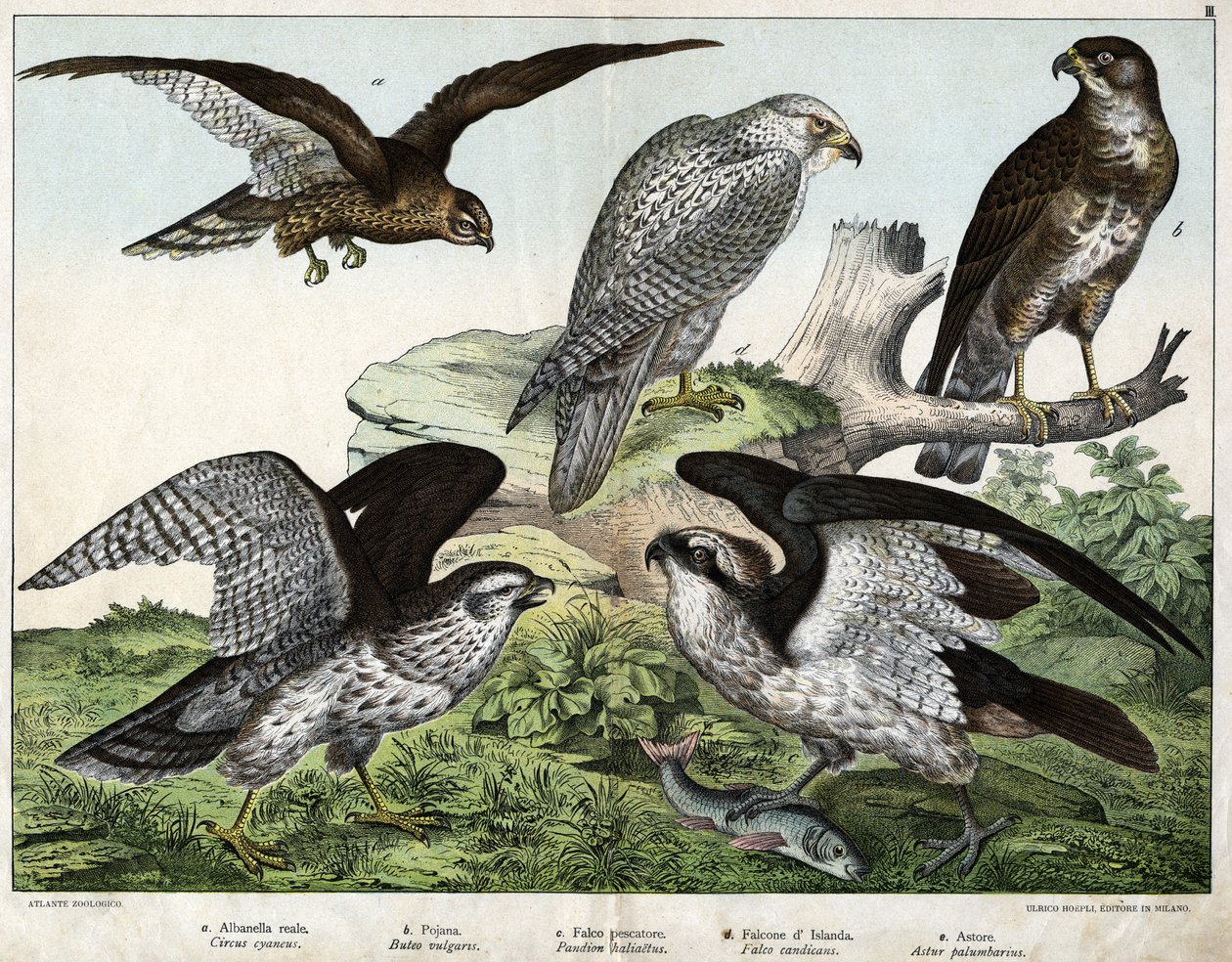 a: Eagle or royal busard، b: nozzle، c: Fisherman falcon، d: Iceland falcon، e: around = astore - in “Natural History of Birds”، ed. Hoepli ، ميلان بواسطة فنان غير معروف