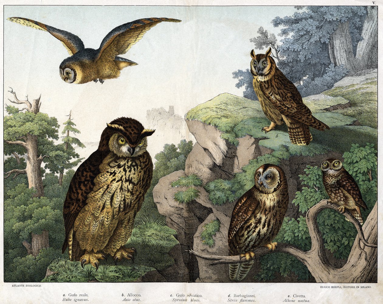 a: البومة الذهبية (Bubo ignavus) ، b: Hulotte (cat-huant) (Asio shell) ، c: Wild Owl (Syrnium aluco) ، d: Owl (Strix flammea) ، e: Owl (Athene noctua) - in "Natural تاريخ الطيور "، أد. Hoepli ، ميلان بواسطة فنان غير معروف
