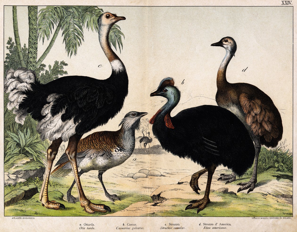 a: Grance Bustard (Otis tarda)، b: Casoar (Casarius galeatus)، c: African Ostrich (Struthio camelus)، d: Nandon (Rhea Americana) -In "" Natural History of Oideals "، ed. Hoepli ، ميلان بواسطة فنان غير معروف