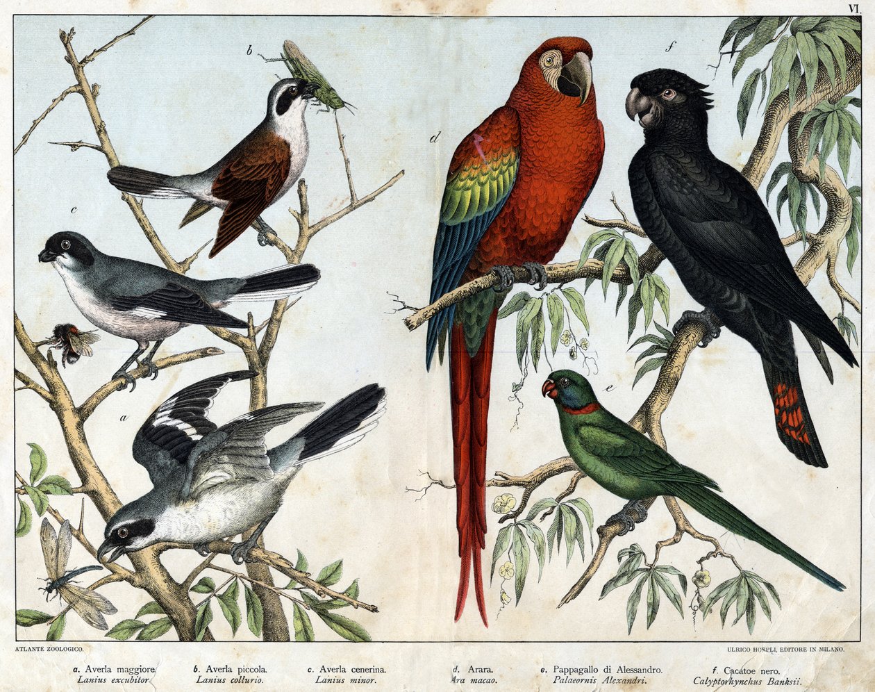 a: grieche (Lanius excubitor) ، b: Northern grieche (Lanius collurio) ، c: grieche وردي الصدر (Lanius linor) ، d: Red ara (Ara macao) ، e: ببغاء الإسكندرية (Palaeornis Alexandria) ، f: Banksian Cacatoes (Calyptorynchus bankii) - في "التاريخ الطبيعي لـ بواسطة فنان غير معروف