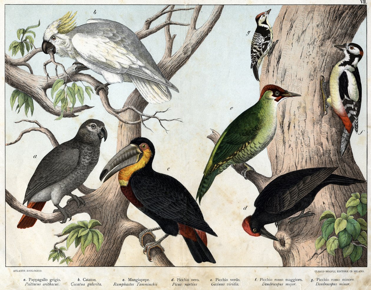 a: الببغاء الرمادي (Psittacus erithacus) ، b: Parrot cacatoes (Cacatua galerita) ، c: Toucan (Ramphastos temminckii) ، d: Black Woodpecker (Picus Martius) ، e: Green Woodpecker (Gecinus veridis) ، f: Major Red Woodpecker ( Dendrocopus minis in) - "الت بواسطة فنان غير معروف