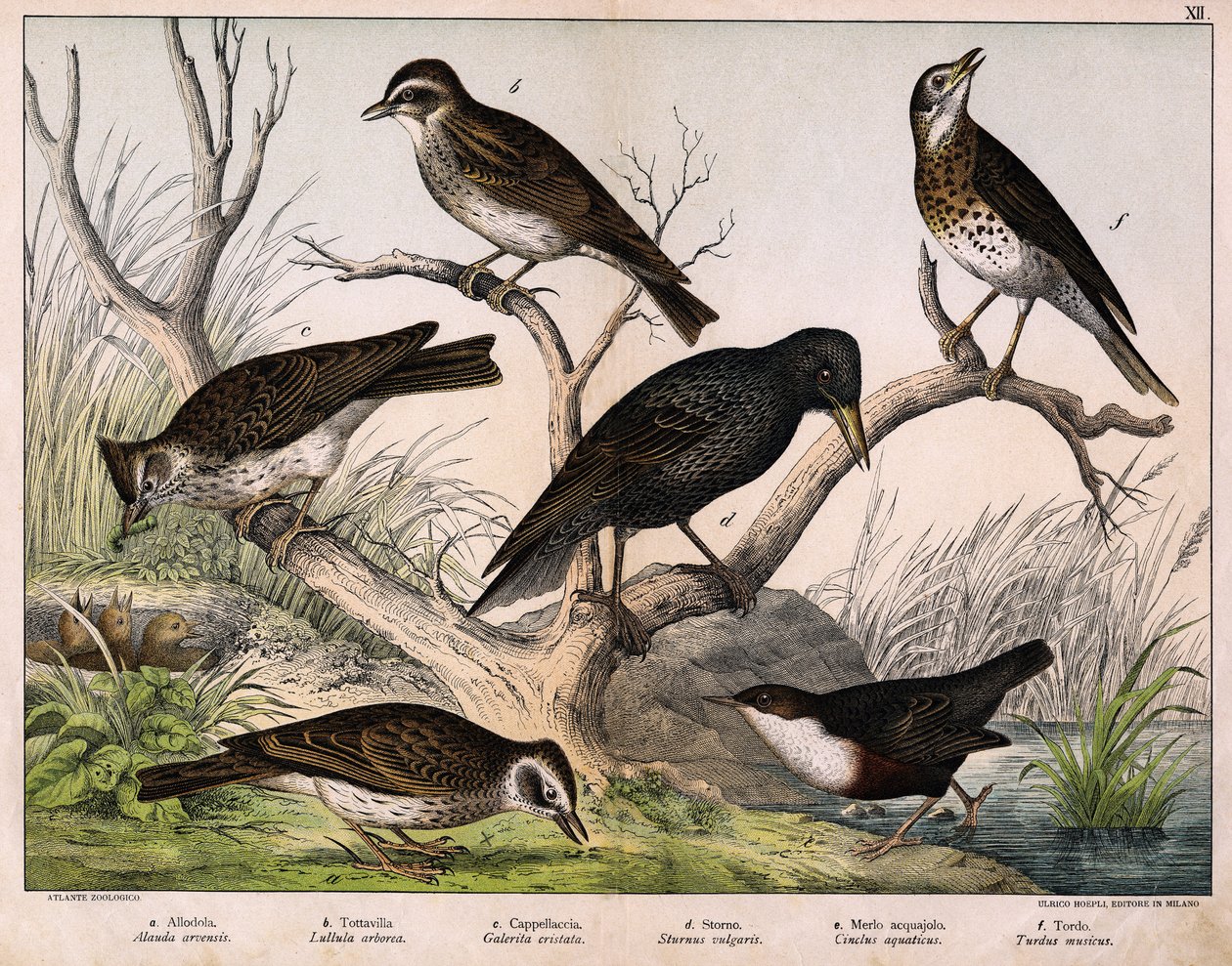 a: Northern Lark (Alauda arvensis) ، b: Lulu lark (Lullula arborea) ، c: Cappellaccia (Galerita cristata) ، d: Sansonnet starling (Sturnus Vulgaris) ، e: Duck (Cinclus aquaticus) ، f: Thrush (Turdus musicus) - في "التاريخ الطبيعي للطيور" "،  بواسطة فنان غير معروف