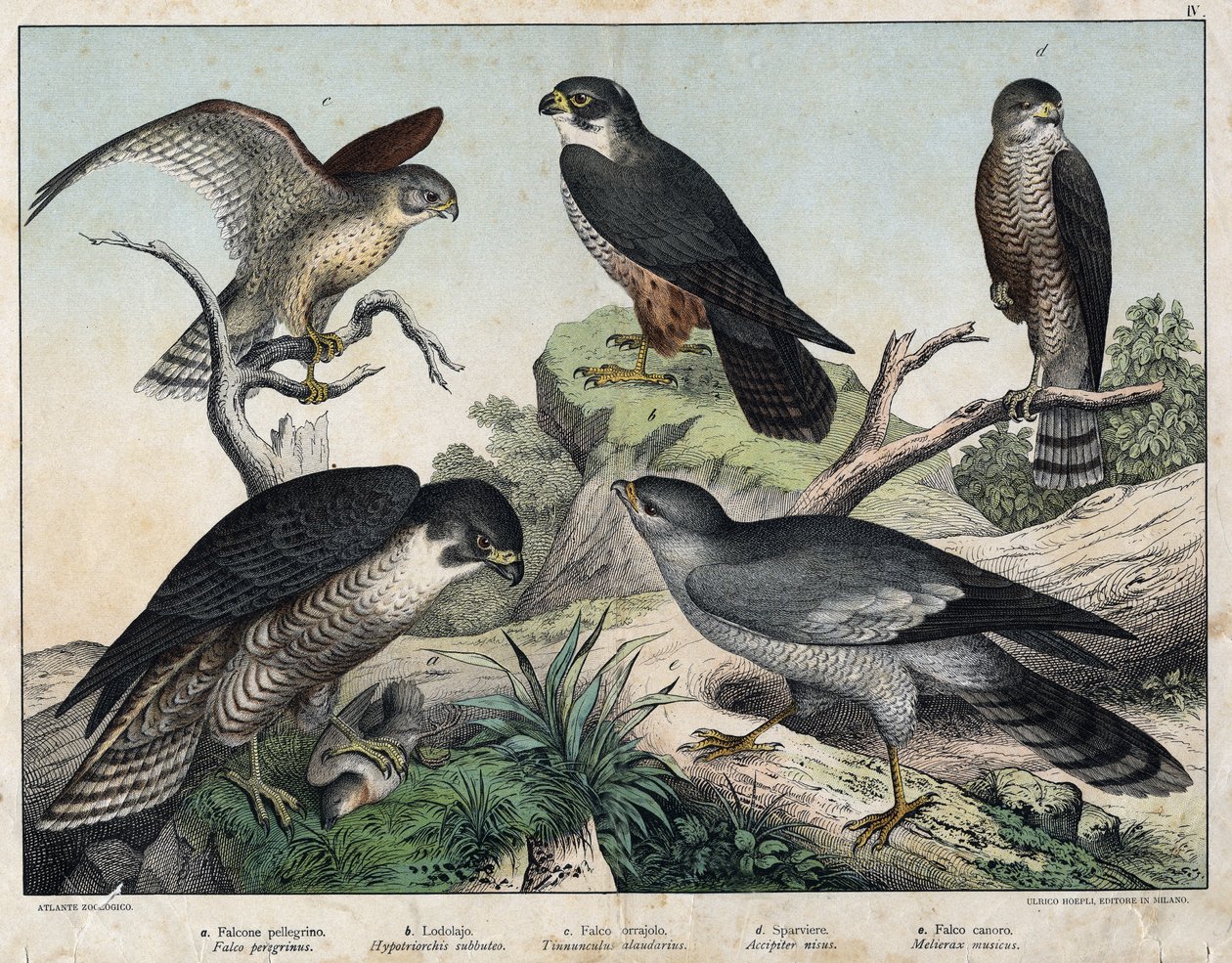 A PELERIN Falcon (Falco) ، B: Hawk Hawk (Hypotriorchis Hobby) ، C: Falcon Falcon (Tunnunculus alandarins) ، d European Hawk (Harrier) ، e sing around (Melierax music) - in "Natural History Birds ، ed. هوبلي ميلان بواسطة فنان غير معروف