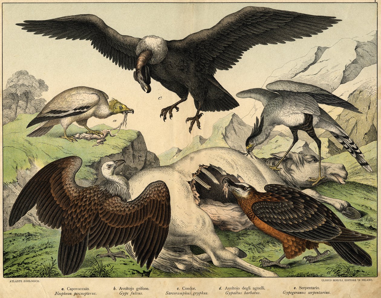 a: Percnopterus (Neophron percnopterus) ، b: Griffon vulture (Gyps fulvus) ، c: Condor (Sarcoramphus gryphus) ، d: نسر الحملان (Gypaëtus barbatus) ، e: Snake (Gypogeranus Serpentarius) - في "التاريخ الطبيعي للطيور" ، محرر. Hoepli ، ميلان بواسطة فنان غير معروف