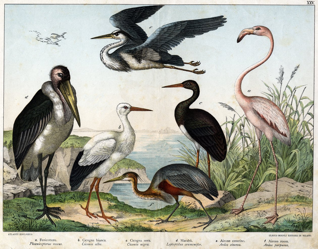 أ: طائر الفينيكوبتر أو فلامنغو (Phoenicopterus roseus) ، ب: اللقلق الأبيض (Ciconia alba) ، c: اللقلق الأسود (Ciconia migra) ، d: Marabout (Leptoptilus crumenifer) ، e: مالك الحزين الأبيض (Ardea cinerea) ، f: مالك الحزين الأحمر ( Ardea purpurea) - في " بواسطة فنان غير معروف
