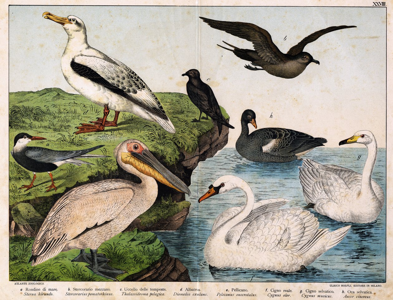 a: Sea swallow (Sterna hirundo) ، b: stercorary (Stercorarius pomatorhinus) ، c: Storm bird (Thalassidroma pelagica) ، d: Albatros (Diomedea exulans) ، e: Pelican (Pelecanus onocratalus) ) ، g: Wild Swan (Cygnus Musicus) ، h: Wi بواسطة فنان غير معروف