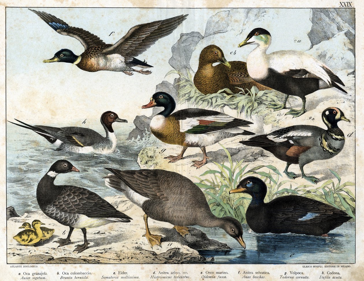 a: Seed Goose (Asner segetum) ، b: Brant (Branta bernicla) ، c: Common Eider (Somateria mollissima) ، d: Harlequin Duck (Histrionicus torquatus) ، e: Black Duck (Oidemia fusca) ، f: Mallard (Anas boschas) ) ، ز: Belon's Tadone (Adorna cornuta) ، h: Pin بواسطة فنان غير معروف