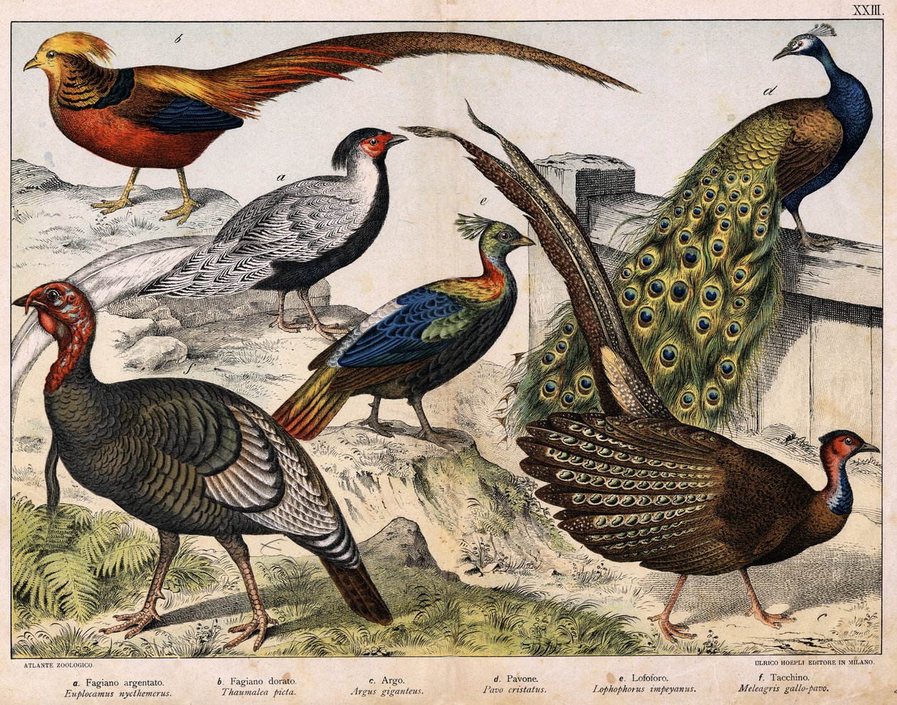 أ: الدراج الفضي (Euplocamus nycthemerus) ، ب: الدراج الذهبي (Thaumalea picta) ، c: الدراج المهيب (Argus giganteus) ، d: الطاووس الأزرق (Pavo cristatus) ، e: Lophophorus impeyanus ، f: تركيا (Meleagris gallo-pavo) ، في "التاريخ الطبيعي للطيور" ، أ بواسطة فنان غير معروف