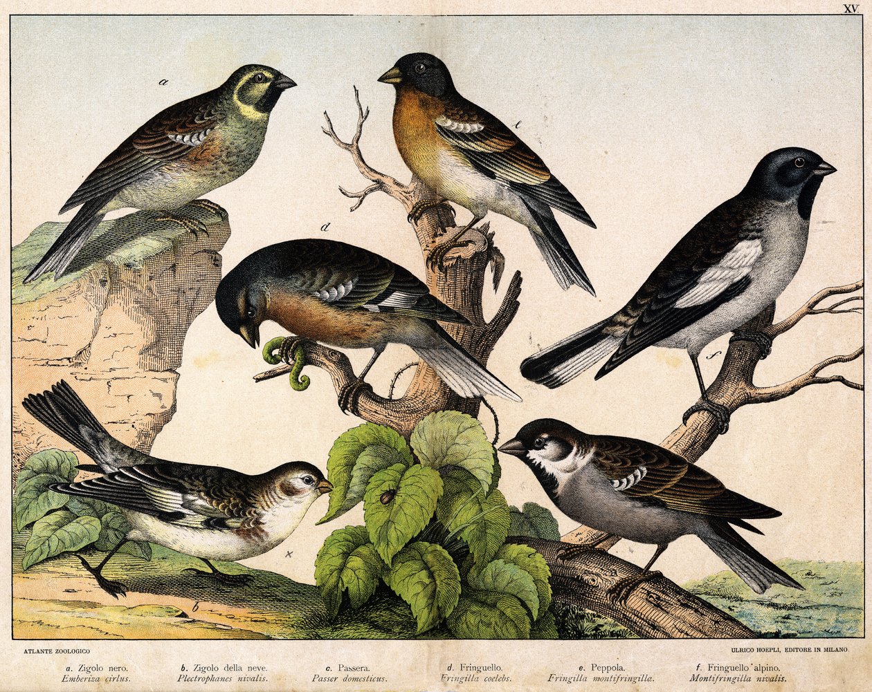 a: Sparrow (Emberiza circlus) ، b: Snow Sparrow (Plectrophanes nivalis) ، c: Sparrow (Pour localus) ، d: Pinson (Fringilla coelebs) ، e: Northern Pinson (Fringilla montifringilla) ، Niverolle (Montifringilla nivalis) - في " التاريخ الطبيعي للطيور &quo بواسطة فنان غير معروف