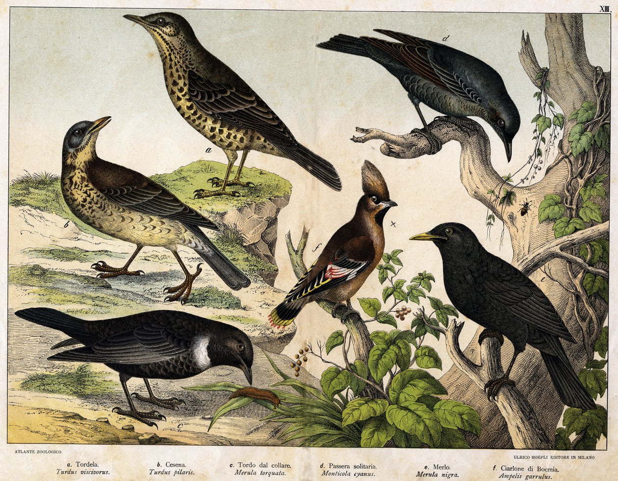 a: Thrush (Turdus viscivorus) ، b: Thrush (Turdus pilaris) ، c: Blackbird (Merula torquata) ، d: Blue Blackbird (Monticola cyanus) ، e: Blackbird (Merula nigra) ، f: Bohemian de chatterer (Ampelis garulus) - في "التاريخ الطبيعي للطيور" ، أد. Hoep بواسطة فنان غير معروف