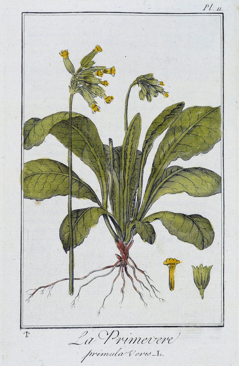 la Primevere (Primula vers) - في "تمارين علم النبات للتجار" ، كتبها J.C. Philibert ، Imprimerie de Crapelet ، Paris بواسطة فنان غير معروف