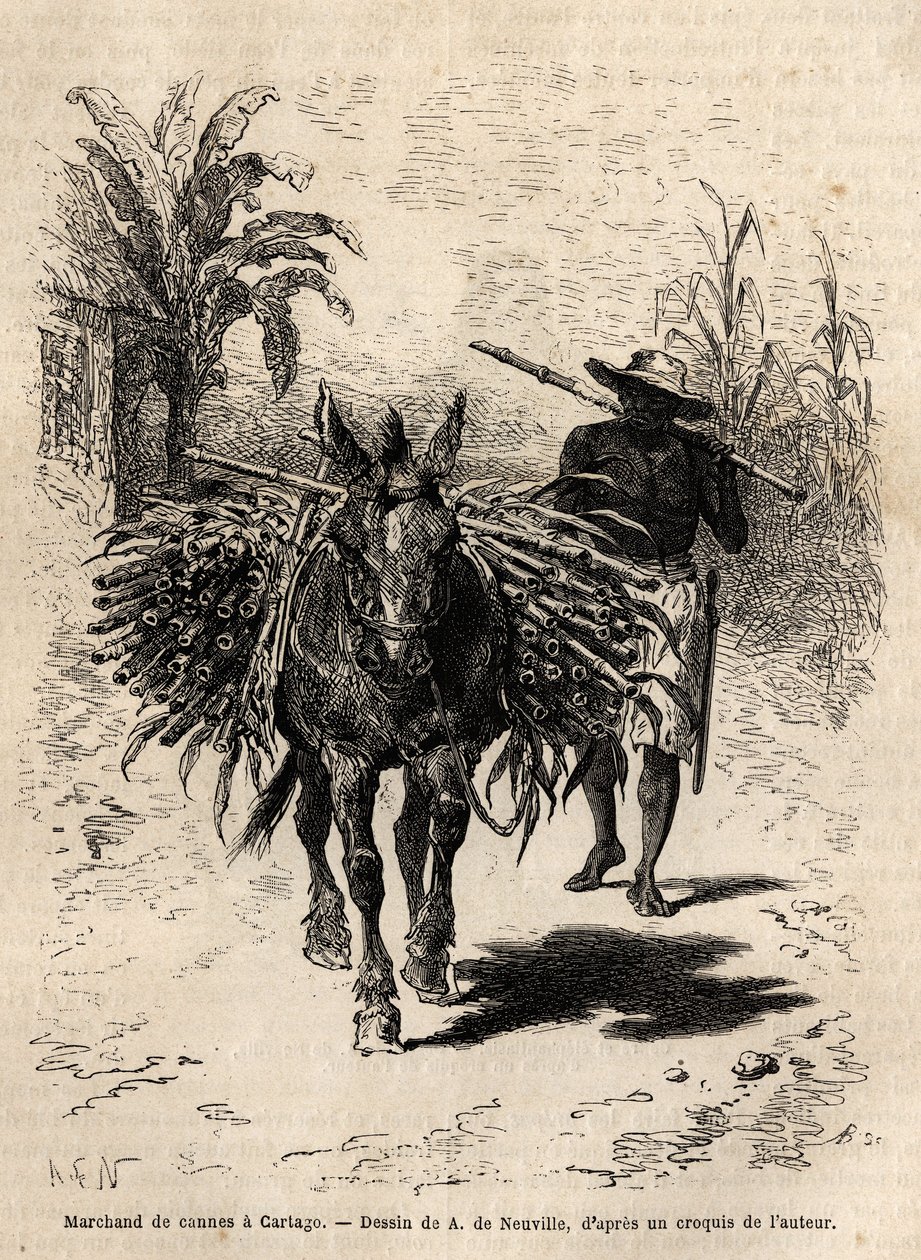 تاجر قصب وبغله في كارتاغو (كوستاريكا) ، التاجر الوحيد الذي ينعش شوارع المدينة الفارغة. نقش لتوضيح الرحلة إلى غرناطة الجديدة ، للدكتور سافراي ، في عام 1869 ، نُشر في "" Le tour du monde "" "1873 ، تم تحريره بواسطة Edouard Char بواسطة فنان غير معروف