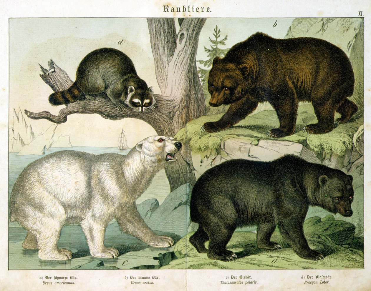 American bear, brown bear, polar bear and marsupial - in “” Natural history of mammals””, ed. Schreiber, Munich بواسطة فنان غير معروف