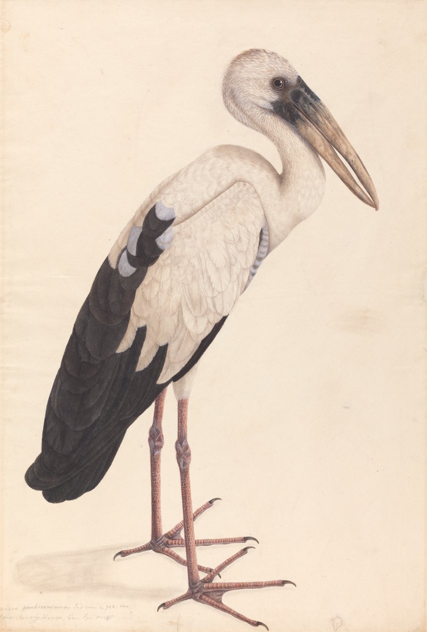 اللقلق الآسيوي Openbill (Anastomus yawning) بواسطة فنان غير معروف