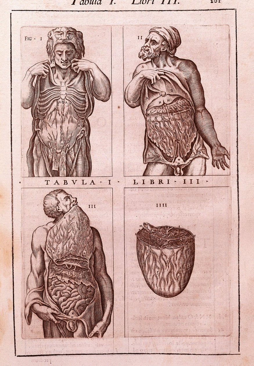لوح تشريحي يمثل: أبعاد وعضلات البطن والأمعاء والمعدة. نقش في "Anatomia Corporis Humani" لخوان فالفيردي دي أموسكو (1525-1588). الجدول الأول ، الكتاب الثالث. برشلونة. Biblioteca de Catalunya (National Library of Ca بواسطة فنان غير معروف