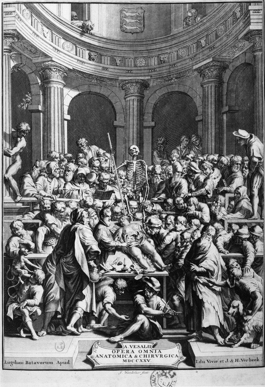 André Vésale (1514-1564) ، مؤسس علم التشريح الحديث ، مدرس التشريح والجراحة (باللاتينية: Andrea Vesalius ، باللغة الهولندية: Andries Van Wesel). بواسطة فنان غير معروف