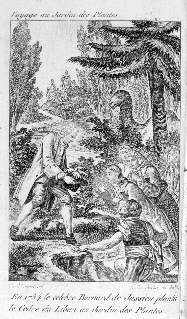 برنار دي جوسيو ، عالم النبات الفرنسي (1699-1777) يزرع أرزًا من لبنان في حديقة النباتات في باريس بواسطة فنان غير معروف