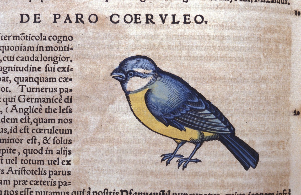 Blue Passereau في تاريخ الحيوانات بواسطة Conrad Gesner (1516-1565) ، زيورخ بواسطة فنان غير معروف