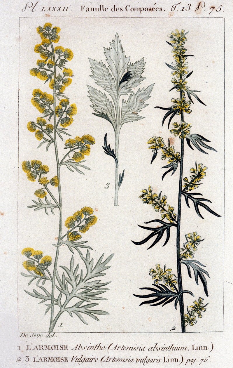 اللوحة النباتية: Sagebrush Absinthe (Artimisia Absinthium) و Sagebrush Vulgaris (Artimisia Vulgaris). نقش القرن الثامن عشر بواسطة فنان غير معروف