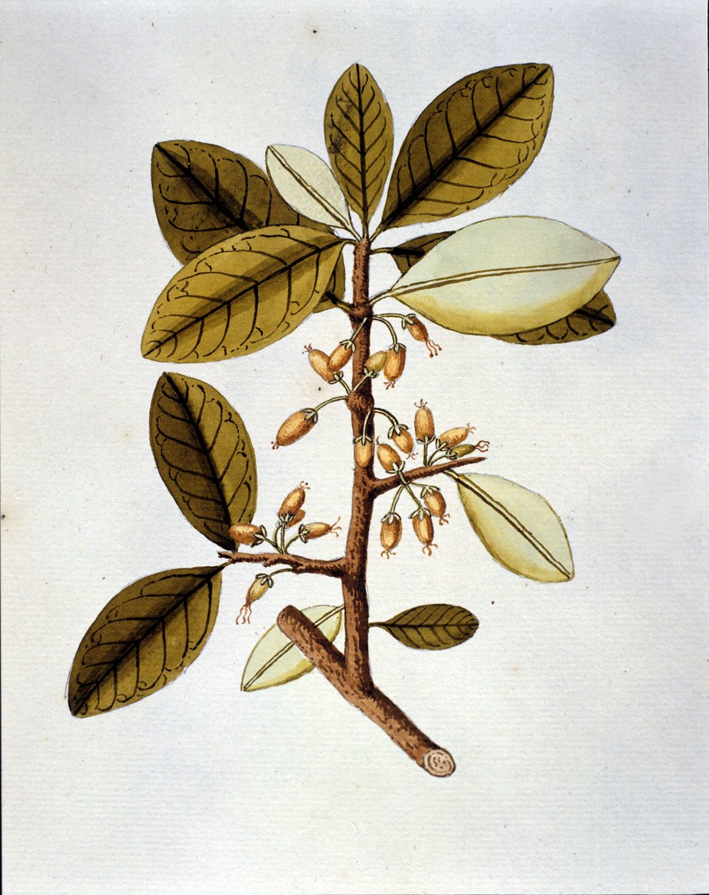لوحة نباتية تصور نبات الكوكا (Erytroxilum Havanense) من عشبة نيكولاس جوزيف جاكين "Selectarum Stirpium Americanarum Historia". sd أوائل القرن الثامن عشر. بواسطة فنان غير معروف