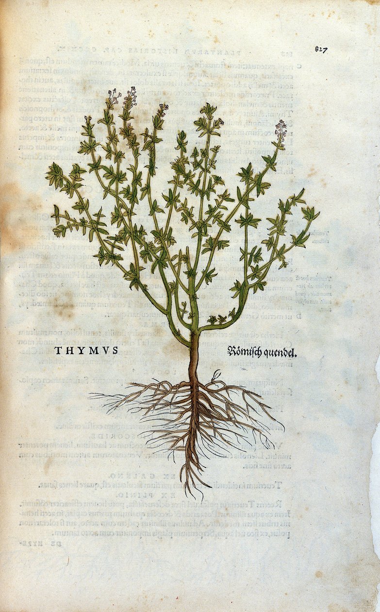 اللوحة النباتية: الزعتر (Thymus) Herbarium بواسطة Lheonard Fuchs ، "التاريخ" "The Bale بواسطة فنان غير معروف