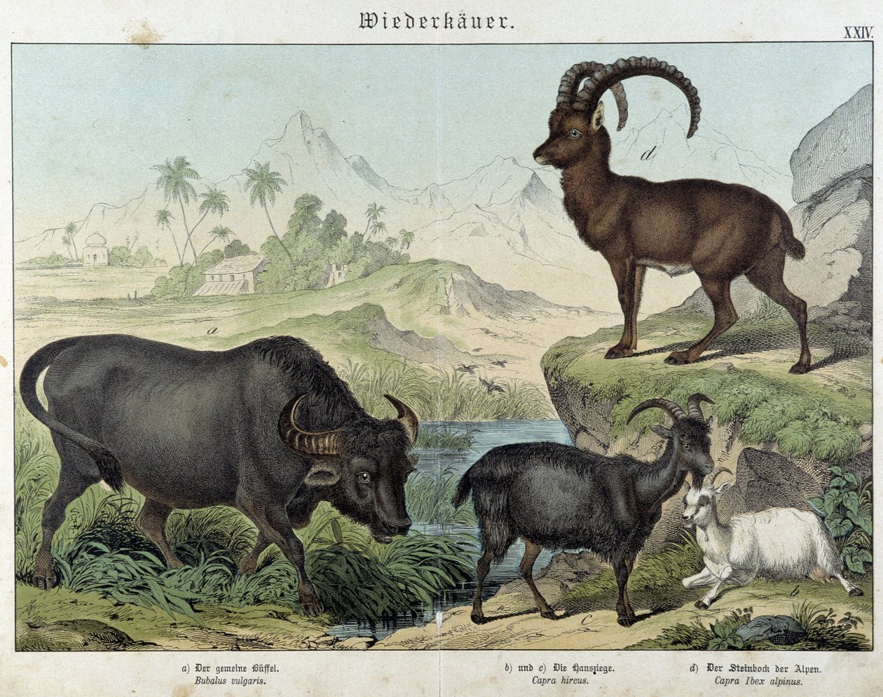 Buffalo, goat, goat and ibex - in “” Natural histories of mammals””, ed. Schreiber بواسطة فنان غير معروف