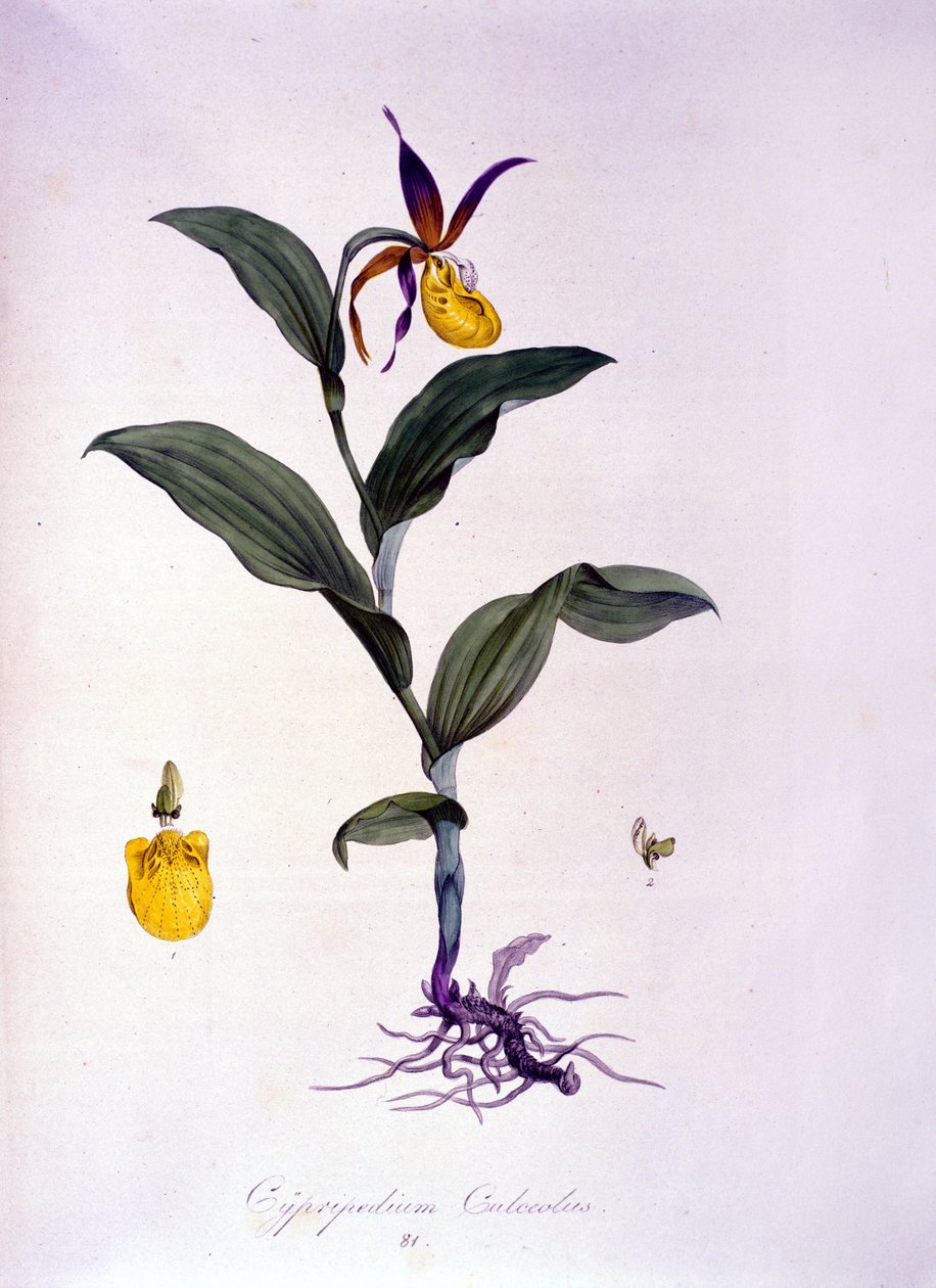 Cypripedium calceolus: نوع من السحلبية. بواسطة فنان غير معروف