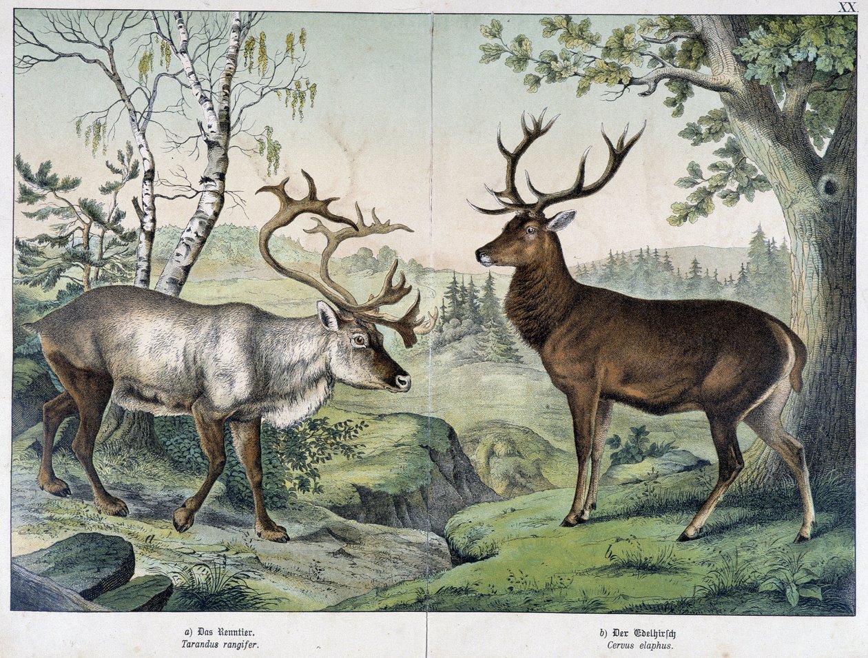 Deers - in “Natural History of Mammals”, ed. Schreiber بواسطة فنان غير معروف