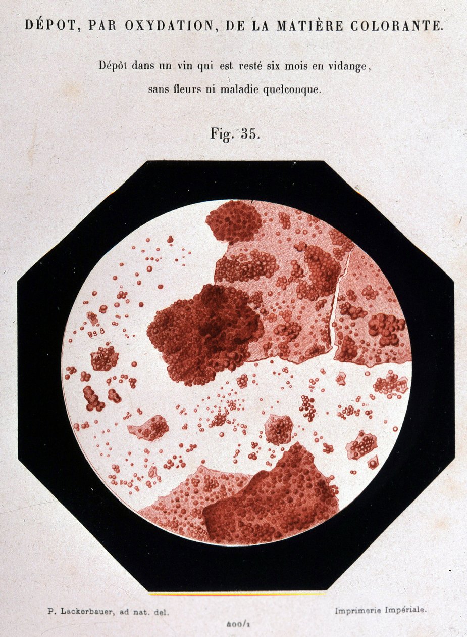 Deposition, by oxidation, of the colouring matter: deposit in a sight which has been emptied for six months without flowers or any disease. 400/1 microscopic view. Study on wine 1866 by Pasteur. بواسطة فنان غير معروف