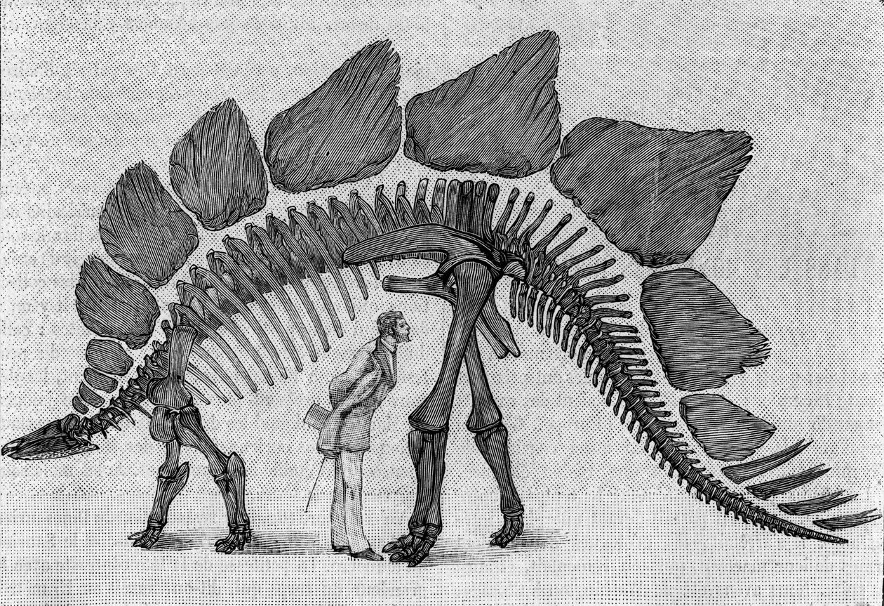 هيكل عظمي للديناصور: "" Stegosaurus ungulatus "، مارس. العصر الجوراسي العلوي لجبال روكي. استنساخ الرسم الذي أرسله السيد مارش إلى ألبرت جودري من المعهد. النقش في "" La Nature: revue des sciences et de leurs applications aux بواسطة فنان غير معروف