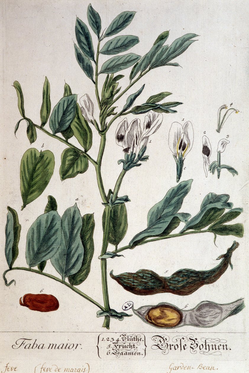 Faba Major (marsh feve) - لوح نباتي بواسطة فنان غير معروف