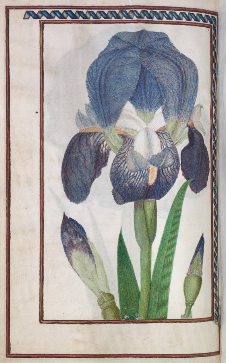 Florilegium: (الصفحة 14 ظهرًا) قزحية زرقاء وبيضاء بواسطة فنان غير معروف