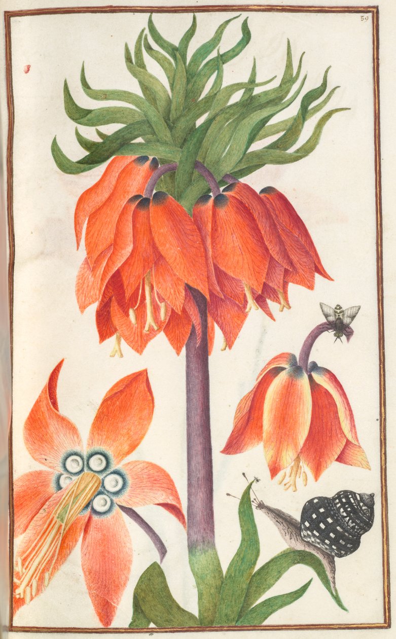 Florilegium: (صفحة 19 وجهًا) برتقالي فريتيلاريا إمبرياليس (تاج إمبراطوري) بواسطة فنان غير معروف