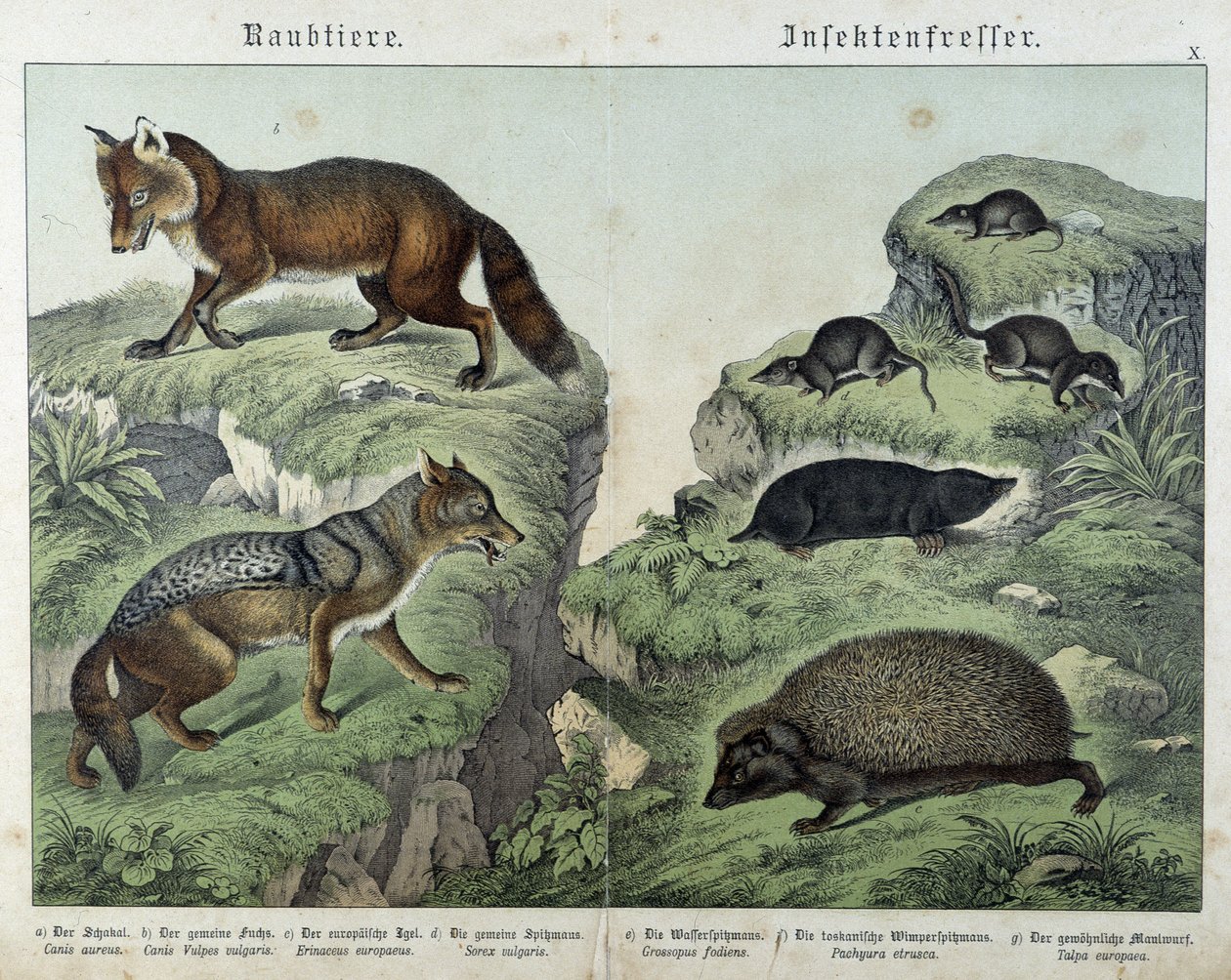 Fox, silver fox, shrews, mole and hedgehog - in “” Natural histories of mammals””, ed. Schreiber بواسطة فنان غير معروف