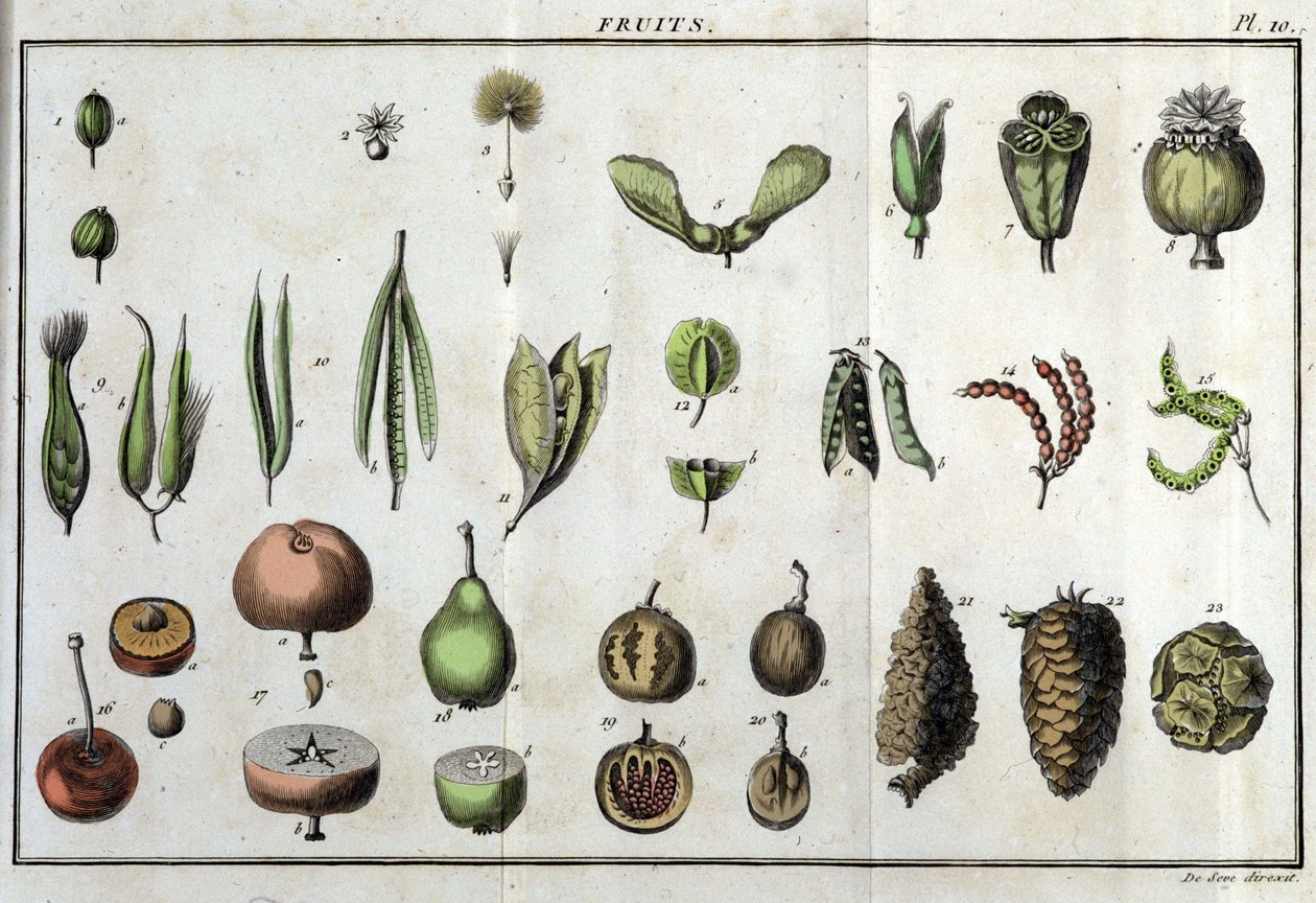 الفواكه: في "" Flora Françoise ، أو وصف موجز لجميع النباتات التي تنمو بشكل طبيعي في فرنسا ، مرتبة وفقًا لطريقة جديدة للتحليل يتم من خلالها اقتباس أقل مزاياها التباسًا في الطب وفائدتها في الفنون "" بواسطة فنان غير معروف