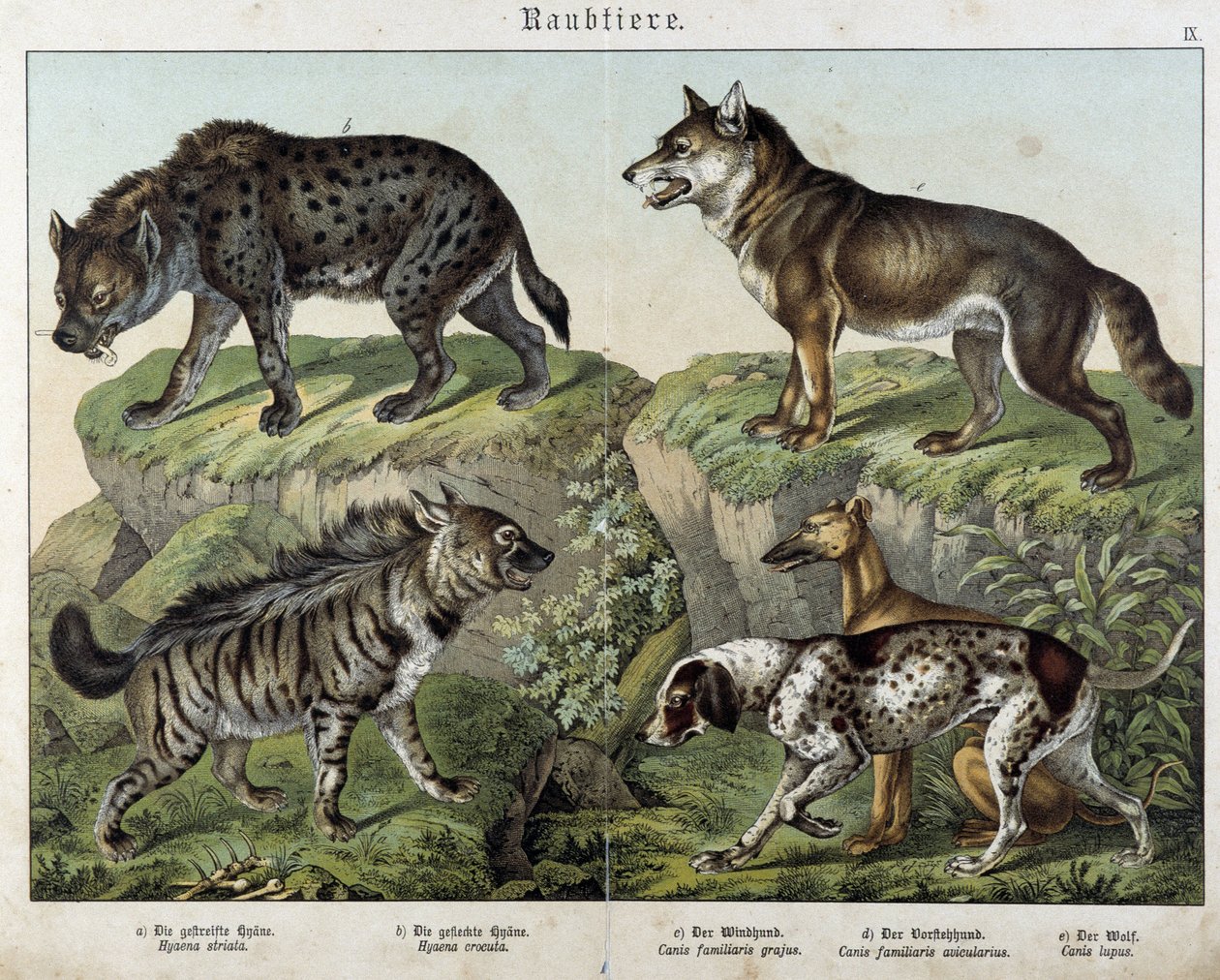 Hyenas et chiens. in “” Histoires naturelles des mammals”, ed. Schreiber بواسطة فنان غير معروف
