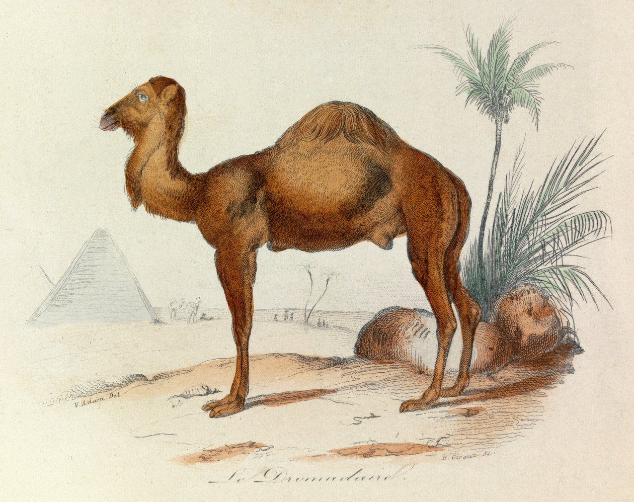  بواسطة فنان غير معروف