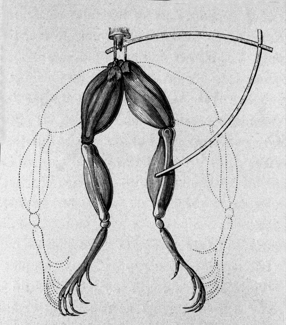 رسم توضيحي لتجارب لويجي جالفاني ، الفيزيائي والطبيب الإيطالي (1737 - 1798) شرح مرور التيار الكهربائي الذي يحرك أرجل الضفدع. بواسطة فنان غير معروف