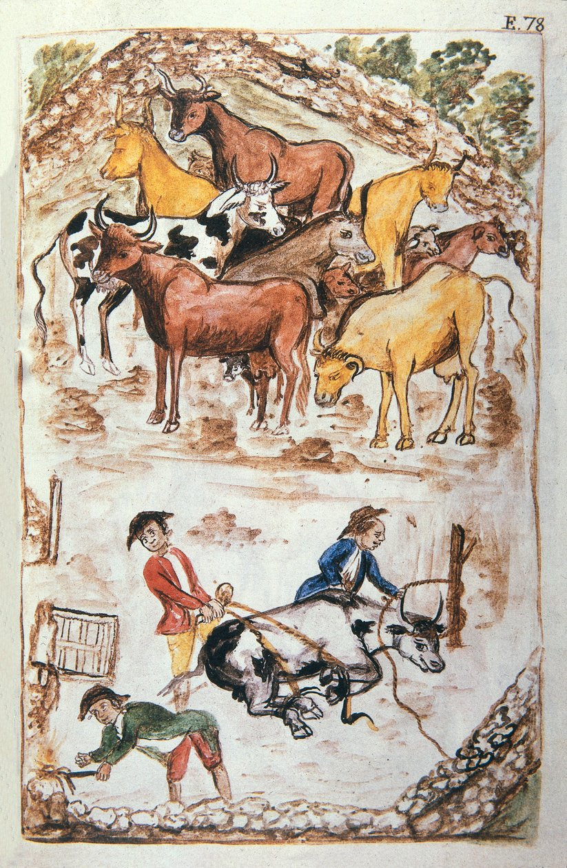 حراس الأبقار الهنود ، من كتاب "Trujillo del Peru" أو "Códice Martínez Compañón" ، بقلم بالتازار مارتينيز كومبانيون إي بوجاندا ، أسقف تروخيو (1782-1785) بواسطة فنان غير معروف