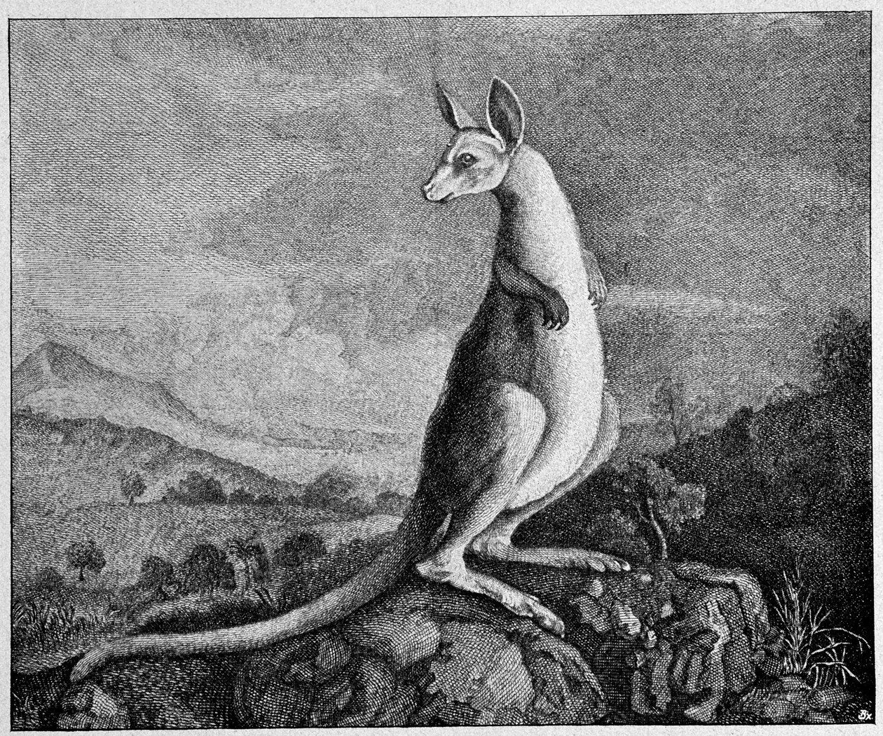 كنغر من رسم الكابتن كوك الذي اكتشفه في أستراليا - من نقش نحاسي عام 1774 بواسطة فنان غير معروف