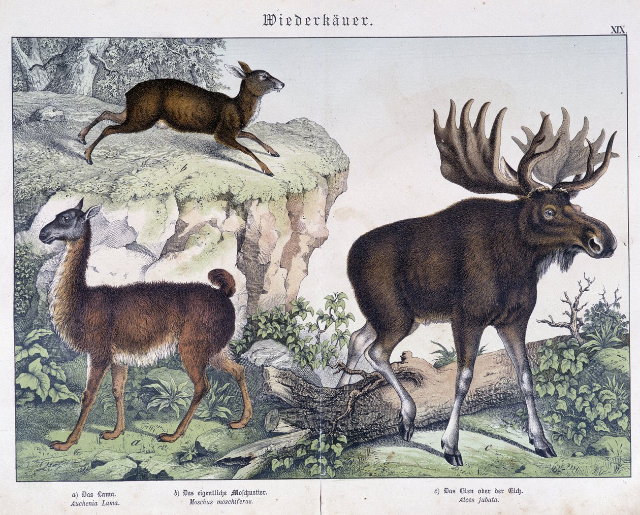 Lama, elk (moose) - in “” Natural histories of mammals””, ed. Schreiber بواسطة فنان غير معروف