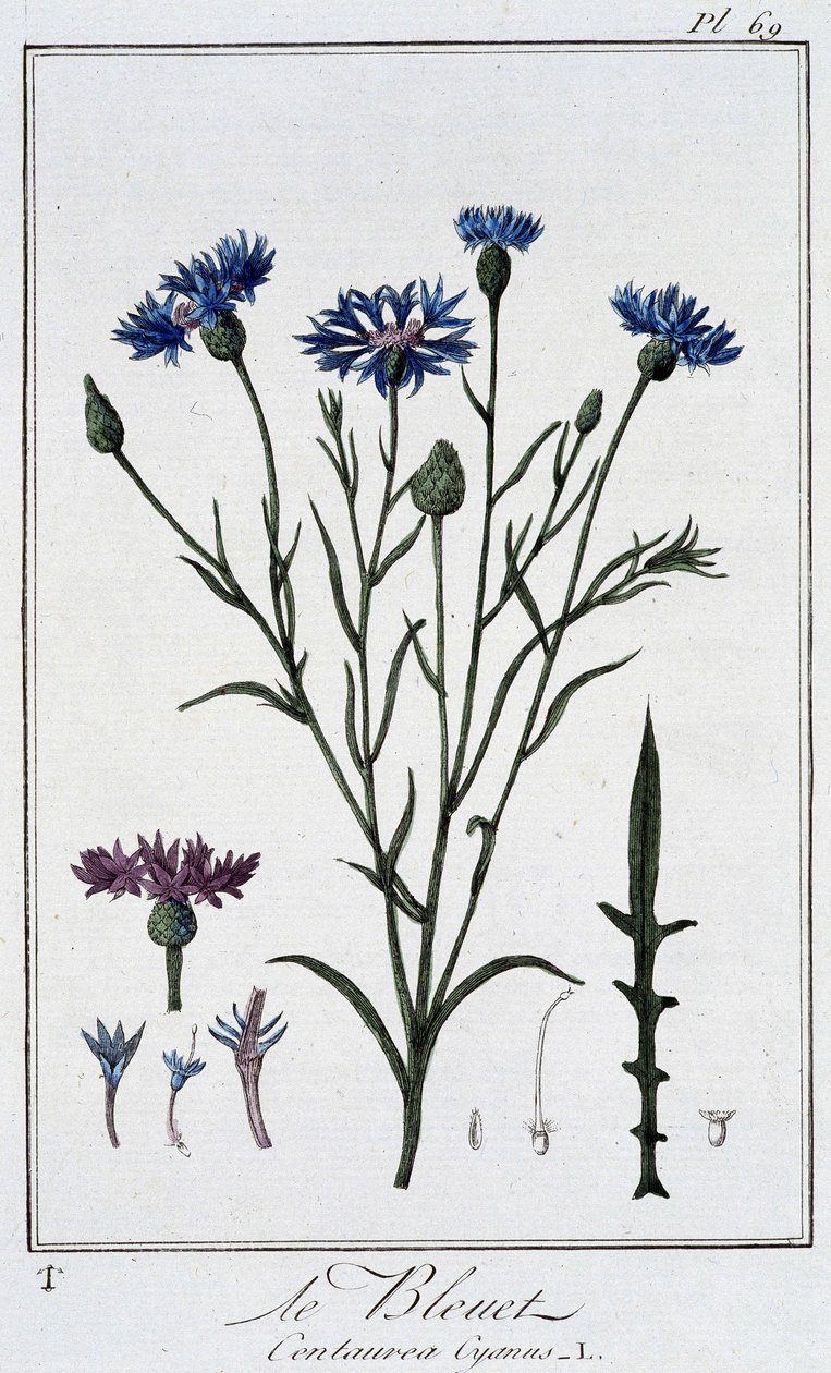 زهرة الذرة (Centaurea Cyanus) - في "تمارين علم النبات للتجار" ، بقلم J.C. Philibert ، Imprimerie de Crapelet ، باريس بواسطة فنان غير معروف