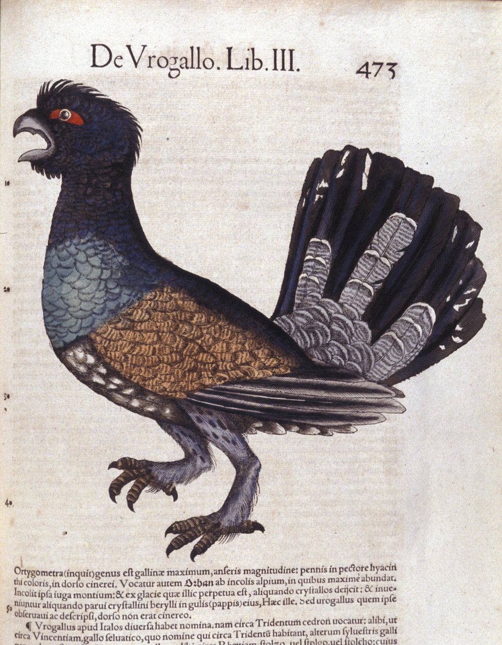 Le Grand grouse (أو grand coq de Heyer) في تاريخ الحيوانات Conrad Gesner (1516-1565) ، زيورخ بواسطة فنان غير معروف