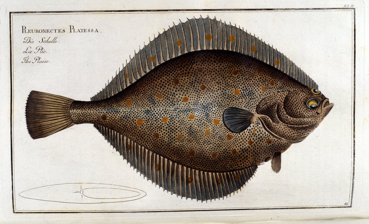 Turbot أو Pleuronectes Platessa بعد Marc Elieser Bloch Ichthyology Paris - Berlin - London 1787 بواسطة فنان غير معروف