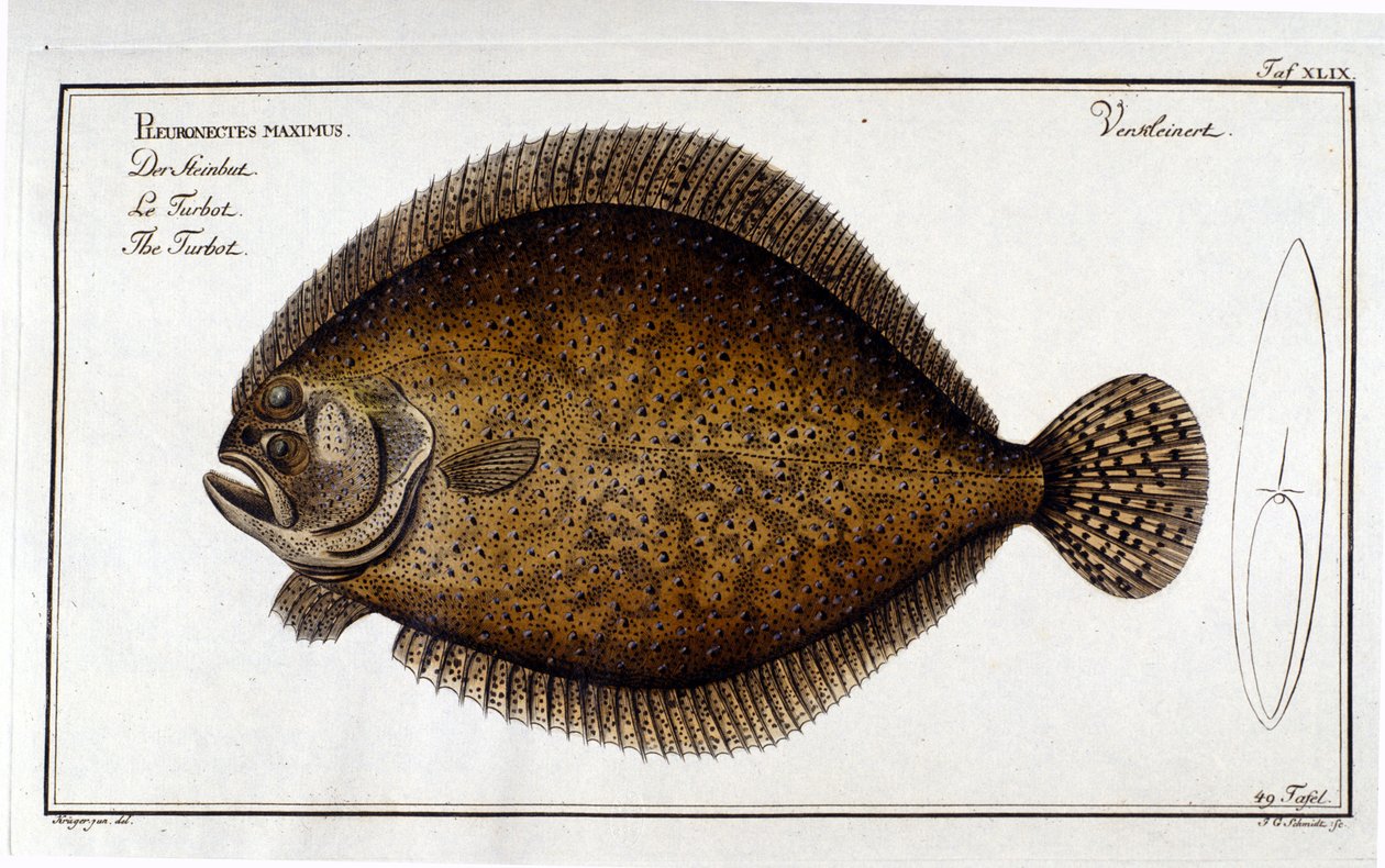 Turbot أو Pleuronectes maximus بعد Marc Elieser Bloch Ichthyology Paris - Berlin - London 1787. بواسطة فنان غير معروف
