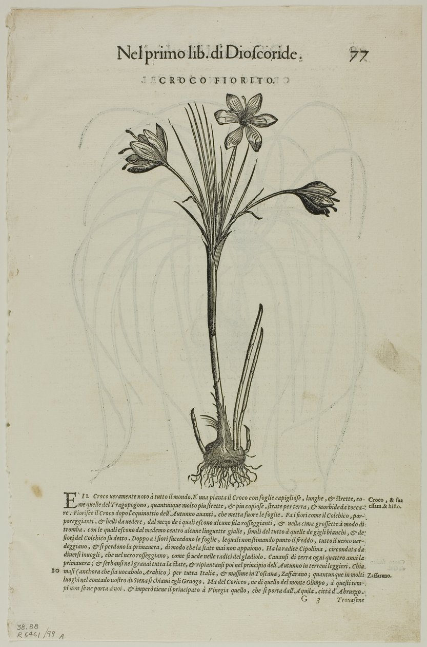 ورقة من Discorsi بواسطة Petrus Andreas Matthiolus ، لوحة 99 من Woodcuts من كتب القرن السادس عشر بواسطة فنان غير معروف