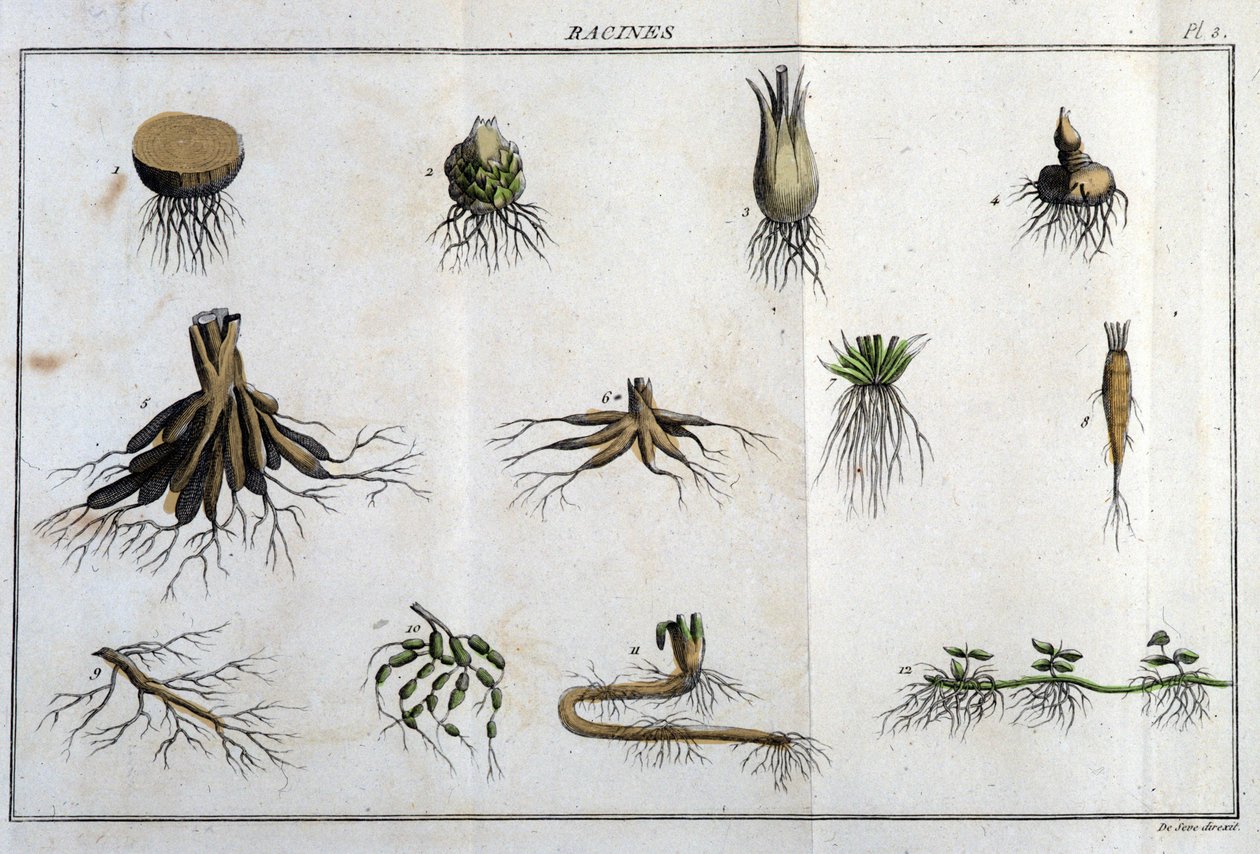 Les Roots: في "" Flora Françoise ، أو وصف موجز لجميع النباتات التي تنمو بشكل طبيعي في فرنسا ، مرتبة وفقًا لطريقة تحليل جديدة نرفق بها اقتباس أقل مزاياها التباسًا في الطب وفائدتها في بواسطة فنان غير معروف