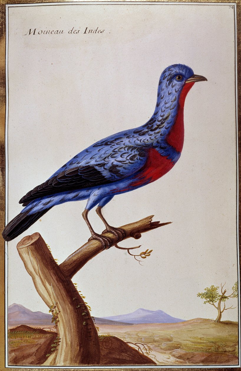 Ornithology: a sparrow from the Indes. Plate of the 18th century. Paris, B.N. بواسطة فنان غير معروف