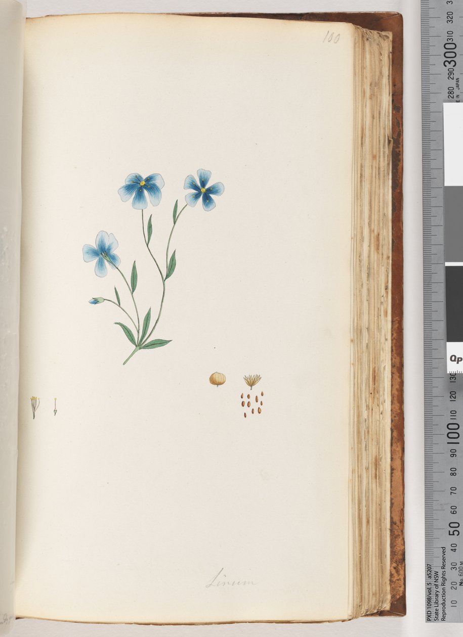 صفحة 100. الكتان بواسطة فنان غير معروف